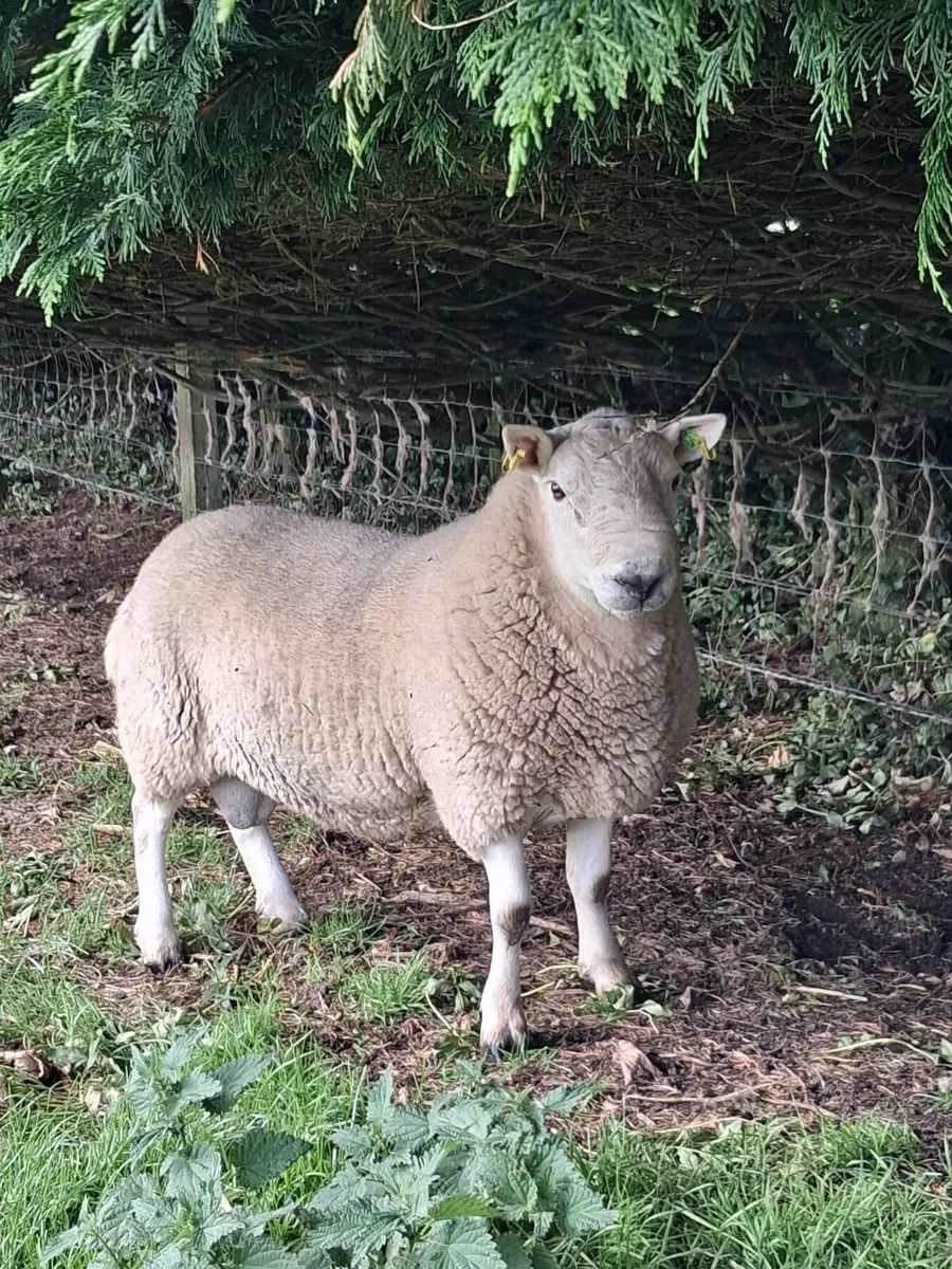 PBNR North Country Cheviot Ram - Image 2