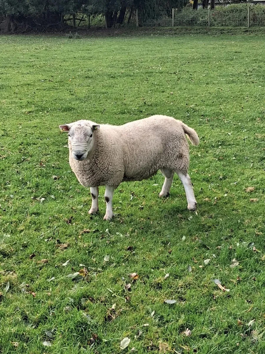 PBNR North Country Cheviot Ram - Image 3