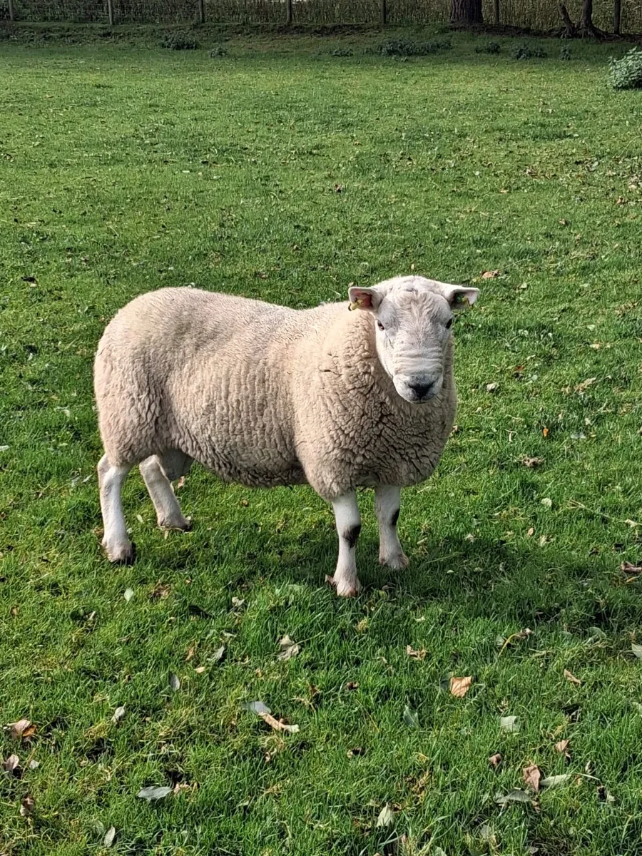 PBNR North Country Cheviot Ram - Image 4