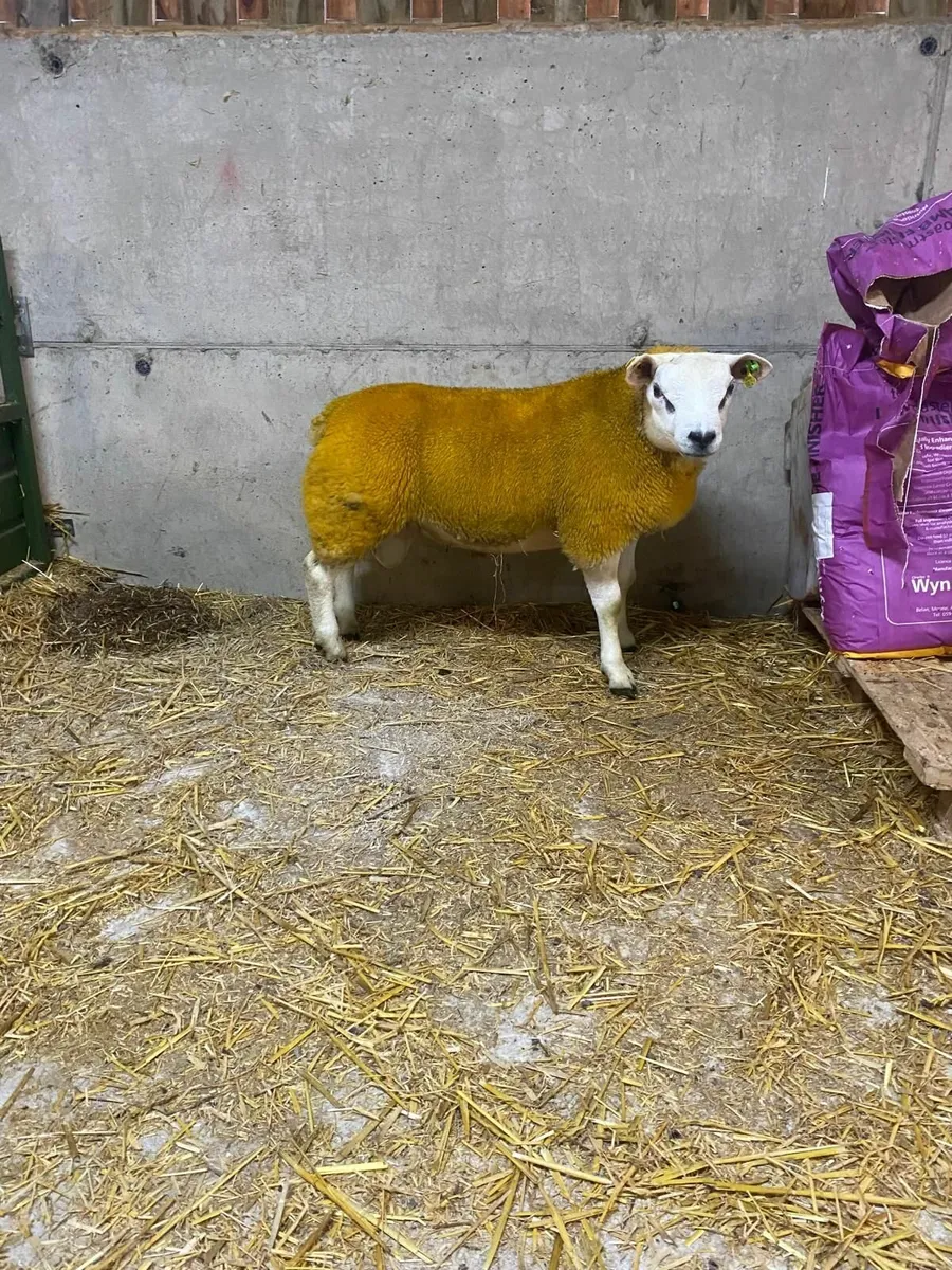 PBR Texel Ram Lambs - Image 2