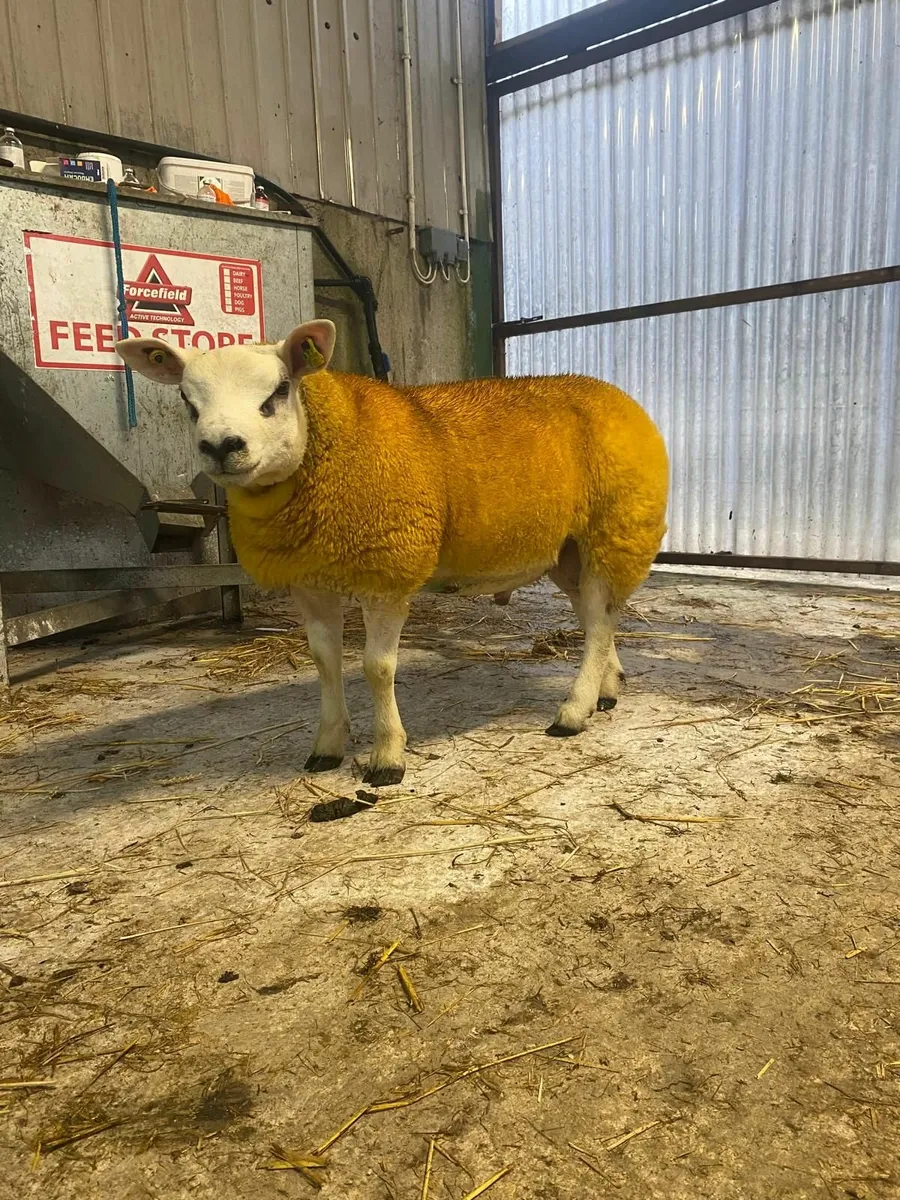 PBR Texel Ram Lambs - Image 3