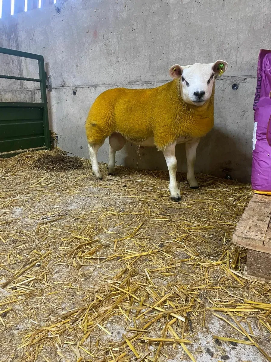 PBR Texel Ram Lambs - Image 4