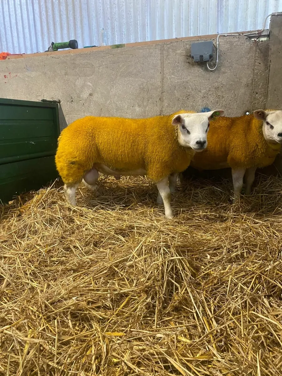 PBR Texel Ram Lambs - Image 1