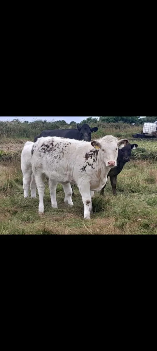 Corrib tyson roan heifer - Image 2