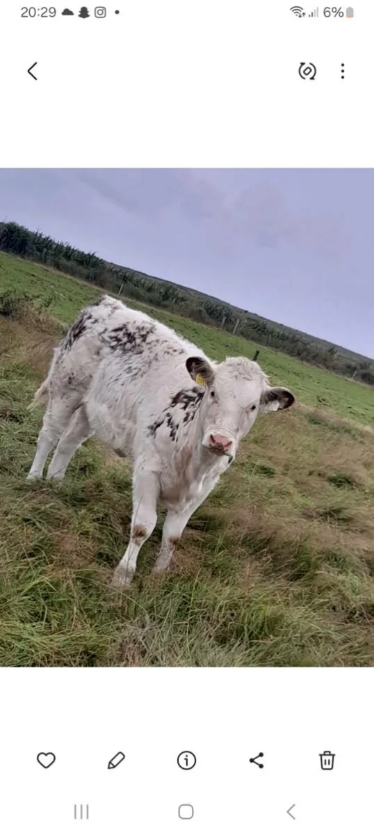 Corrib tyson roan heifer - Image 1