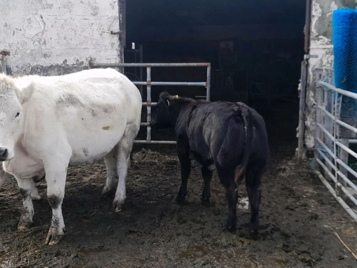 Corrib tyson roan heifer - Image 3