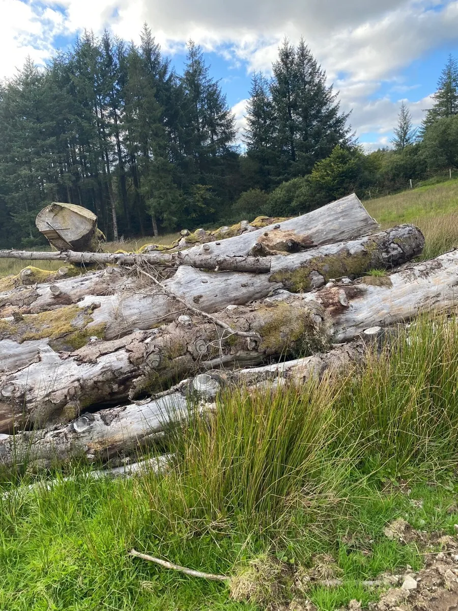 Fire wood - Image 2