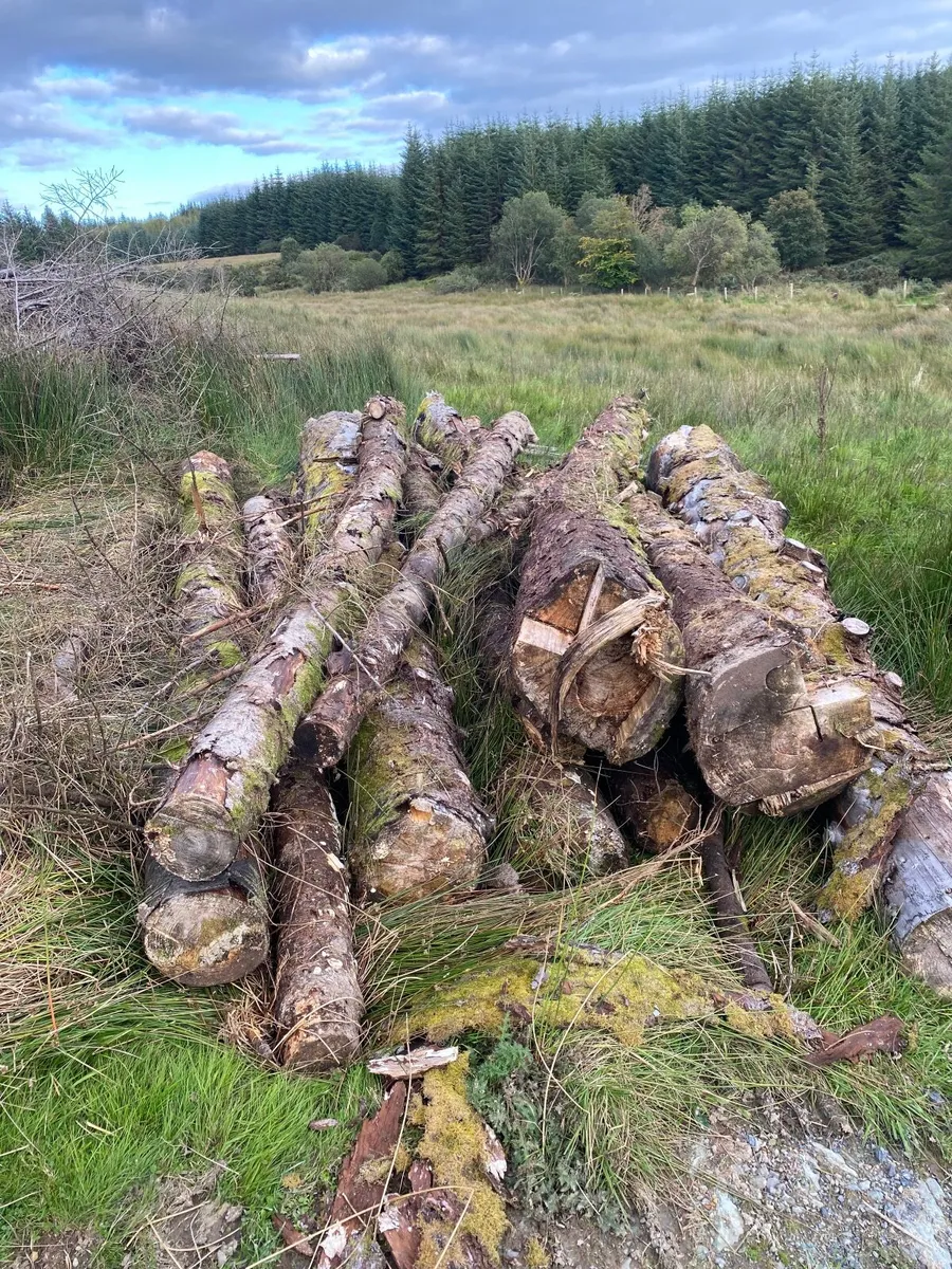Fire wood - Image 3