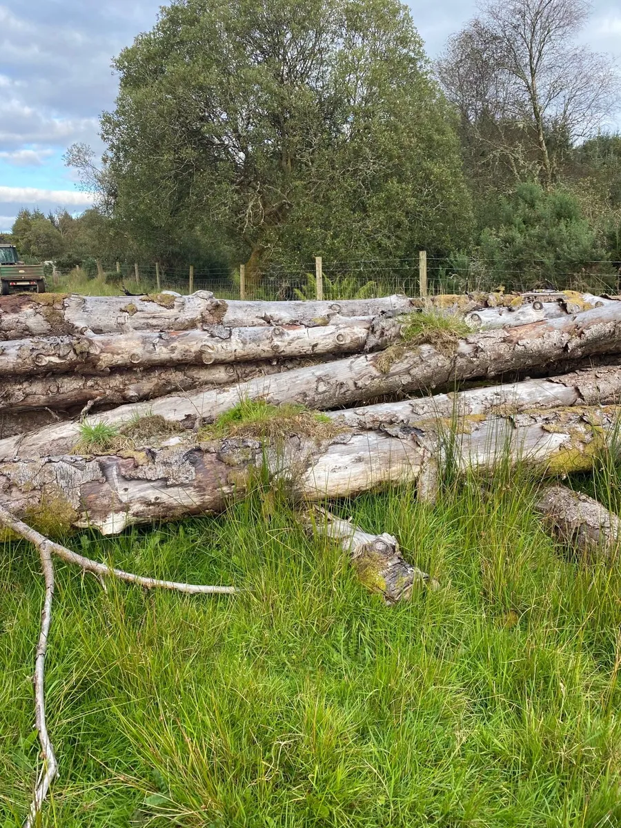 Fire wood - Image 4