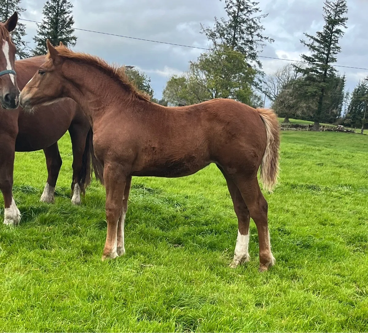 Irish Draught Filly - Image 1