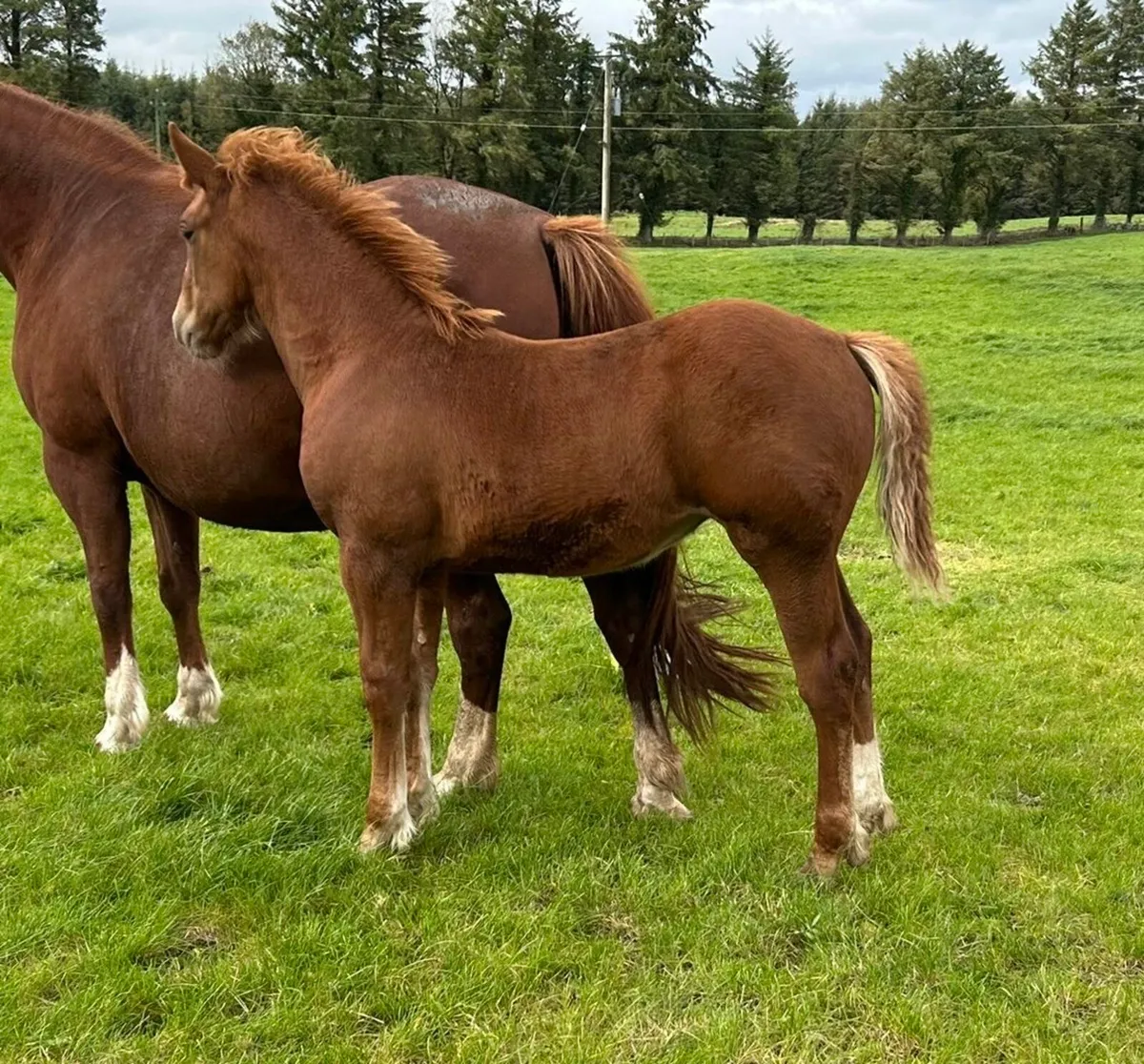 Irish Draught Filly - Image 2