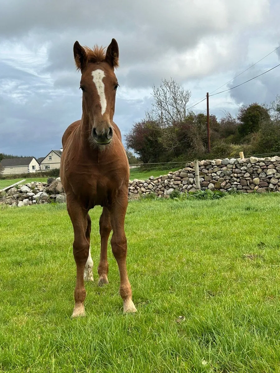 Irish Draught Filly - Image 3