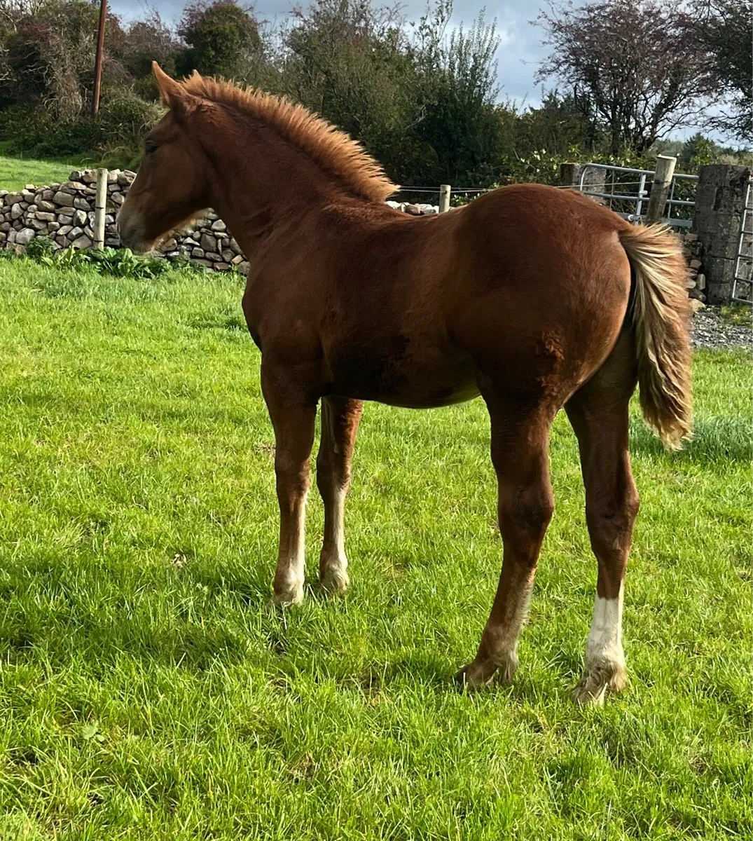 Irish Draught Filly - Image 4