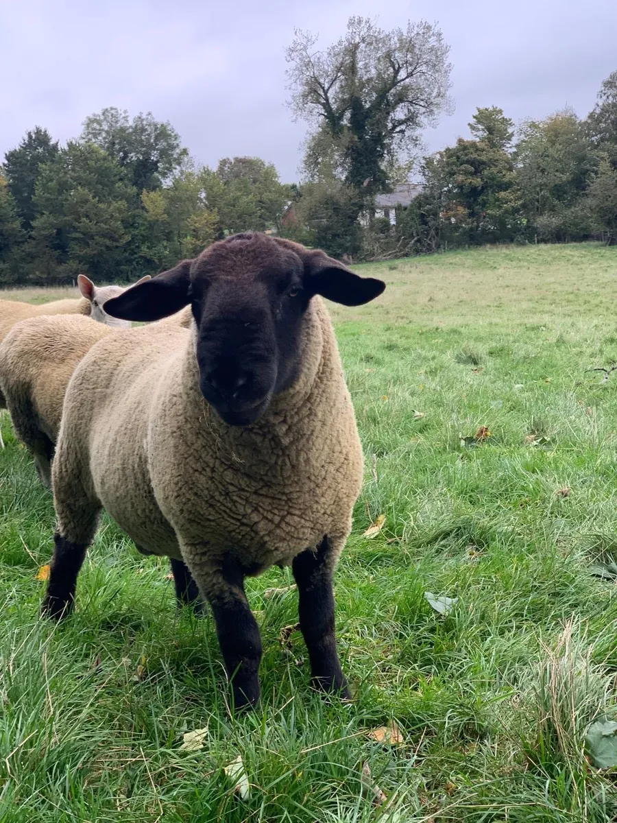 Suffolk Shearling Rams - Image 1