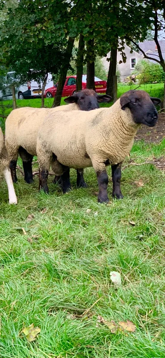 Suffolk Shearling Rams - Image 2