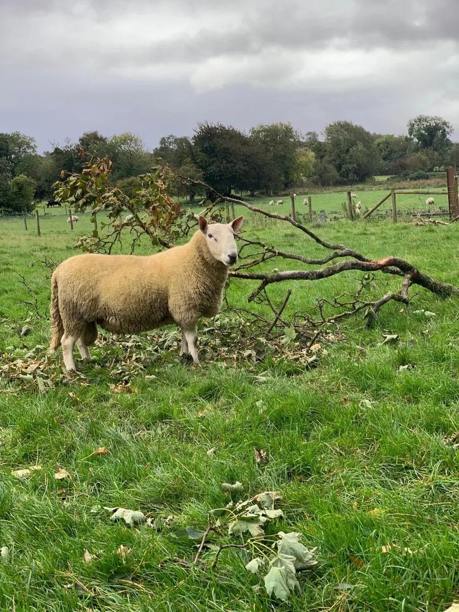 North Country Cheviot Shearling Rams - Image 3