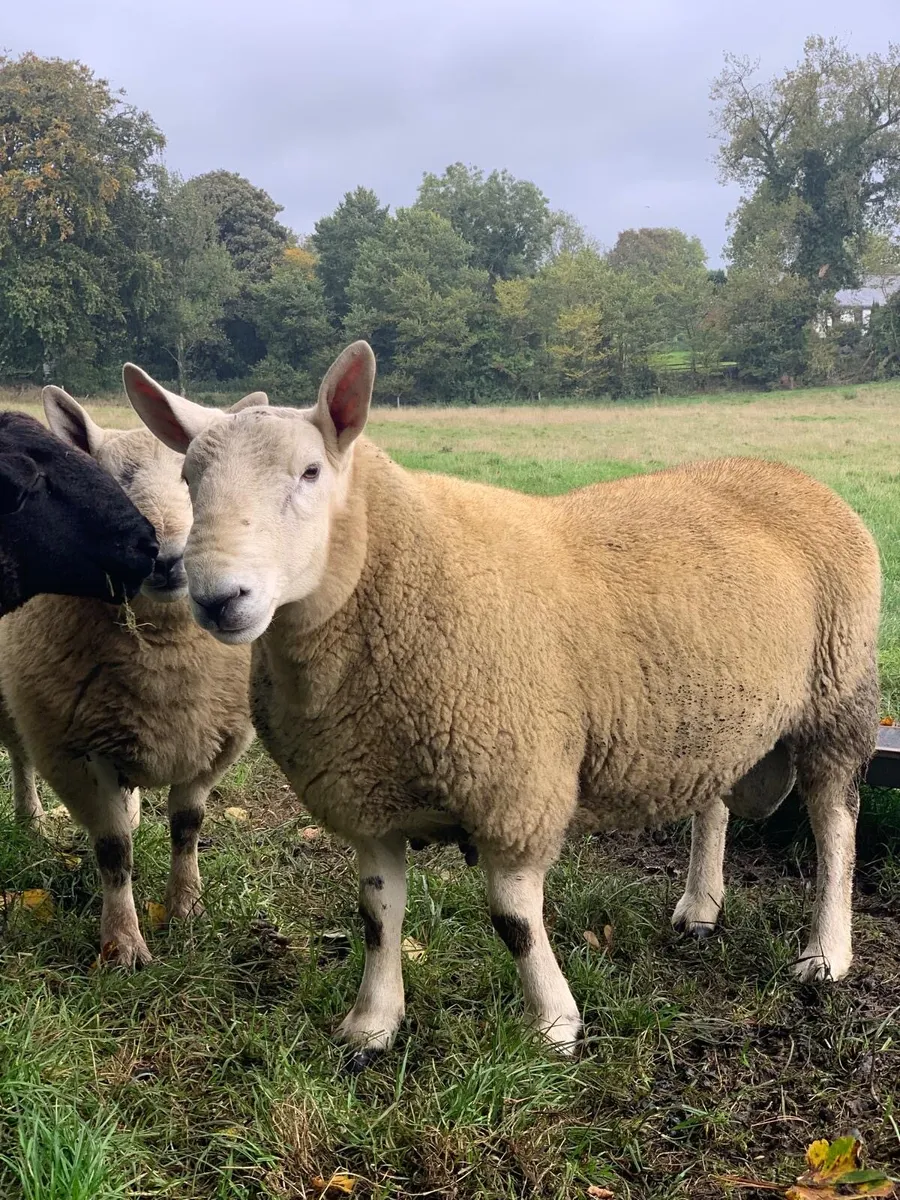 North Country Cheviot Shearling Rams - Image 1