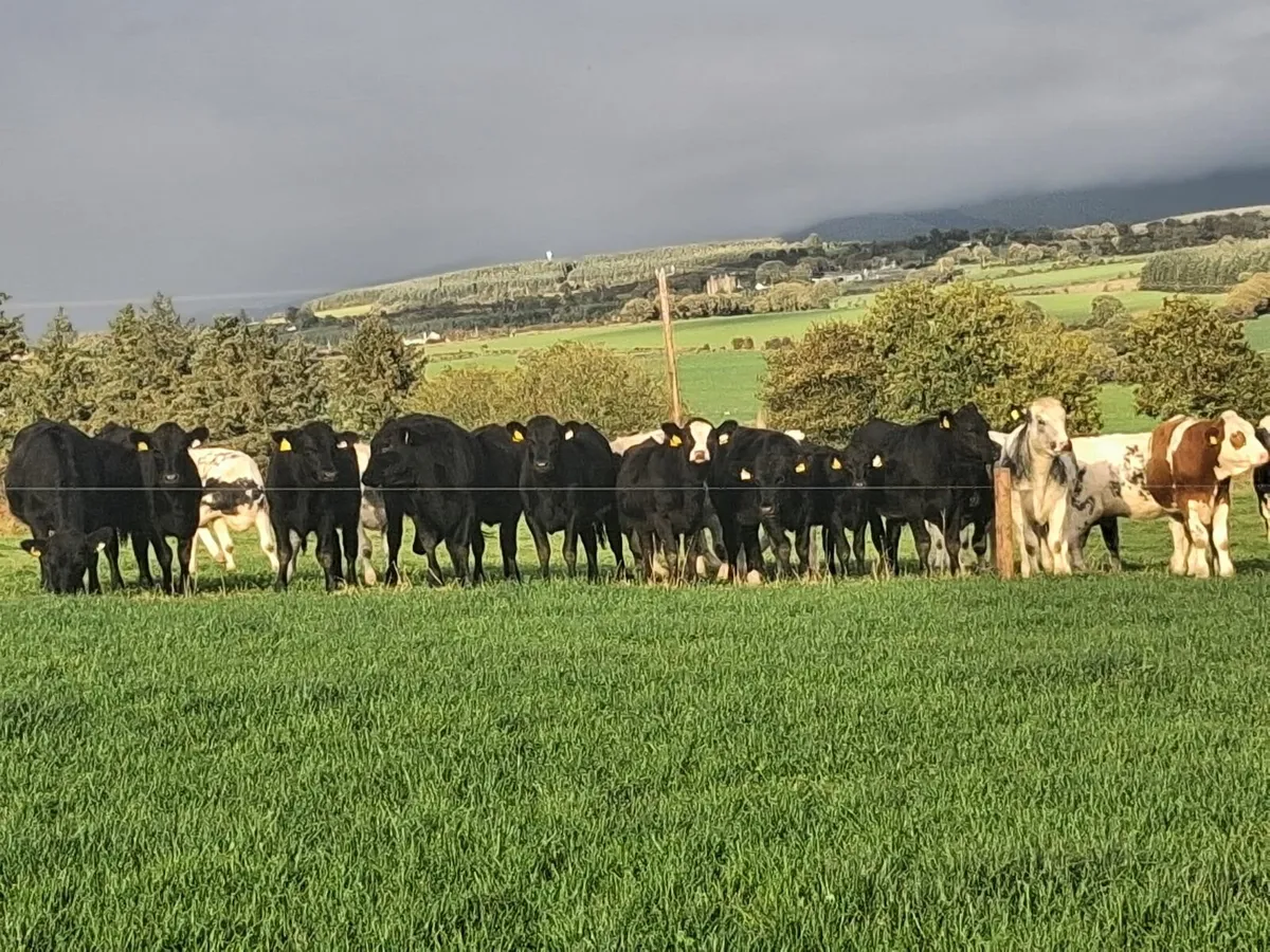 Weanlings - Image 1