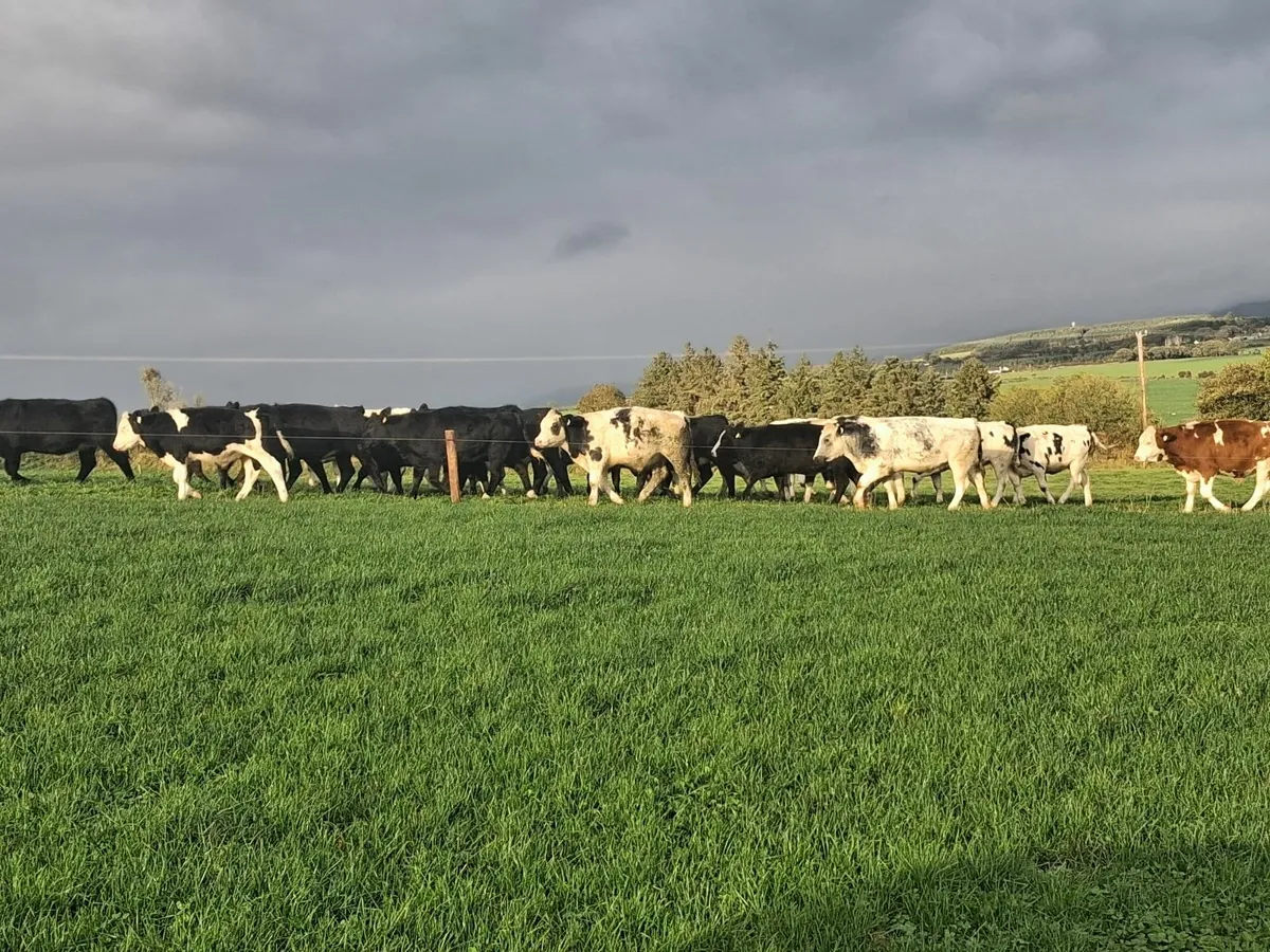 Weanlings - Image 2