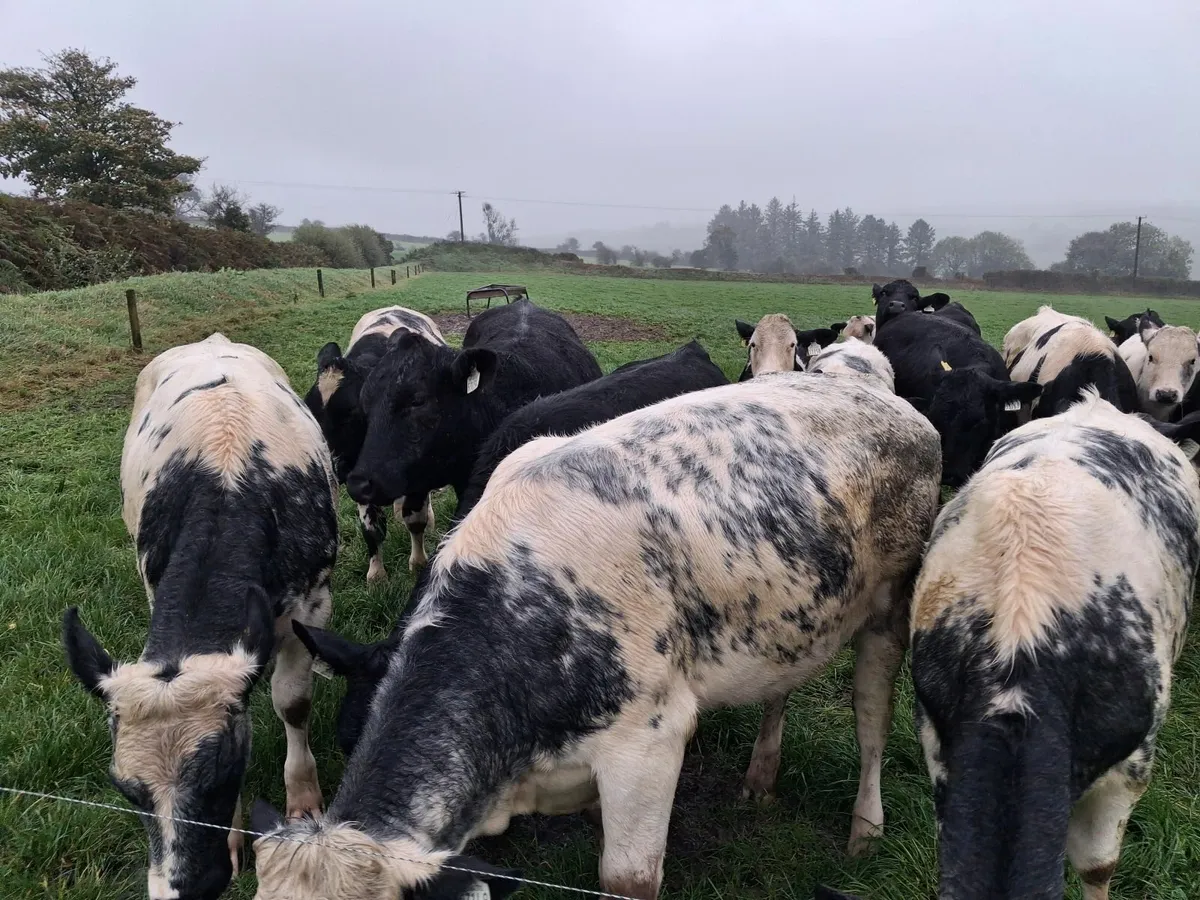 Weanlings - Image 3