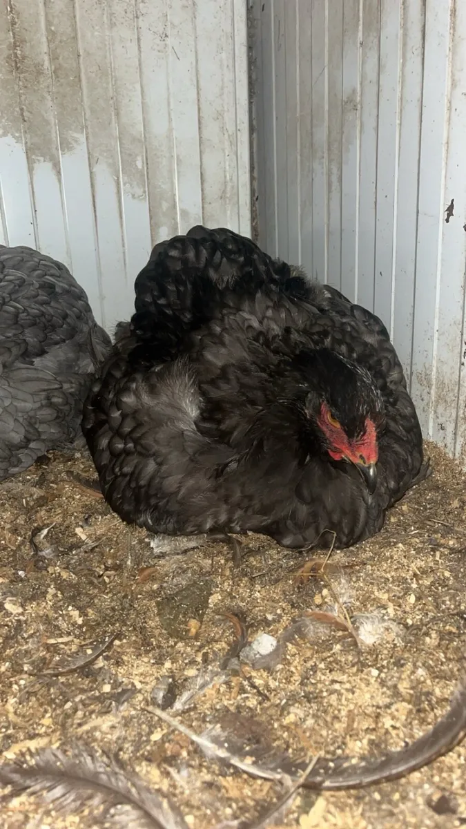 PB Brahma pair - Image 2