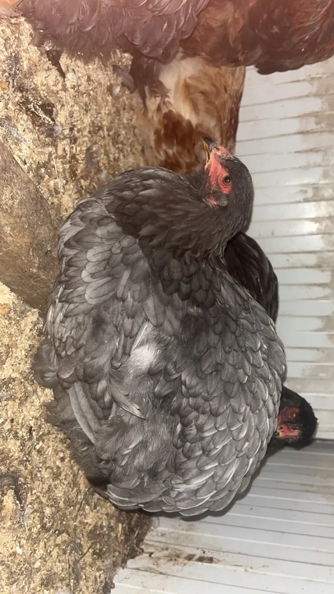 PB Brahma pair - Image 4