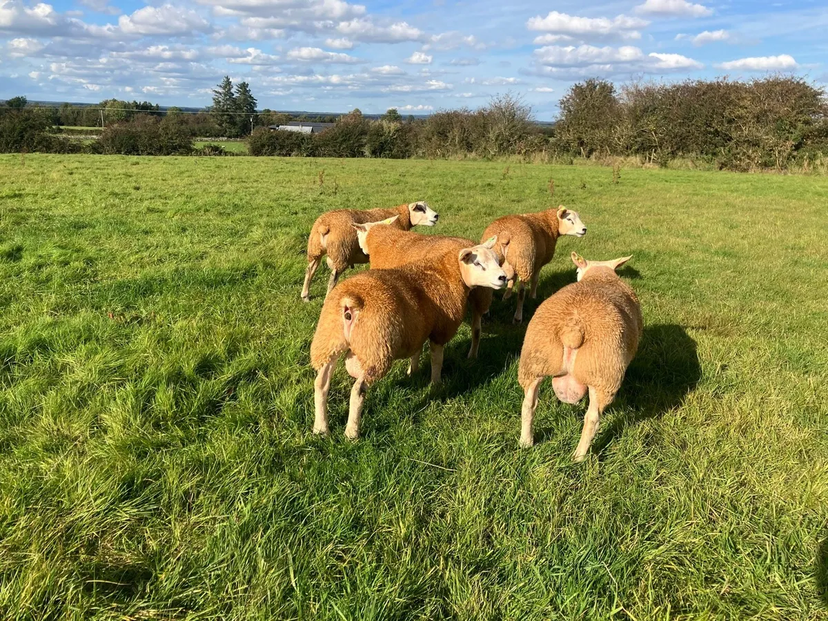 Texel SIS PBR LAMB RAMBS - Image 3