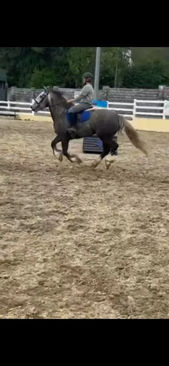 15.2 5 Yr old cob - Image 2