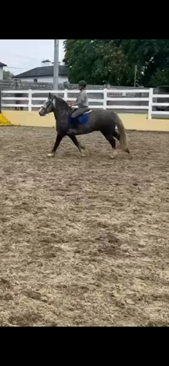 15.2 5 Yr old cob - Image 1
