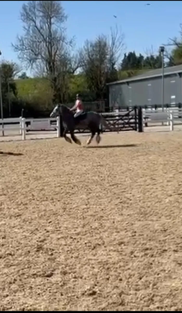 15.2 5 Yr old cob - Image 3