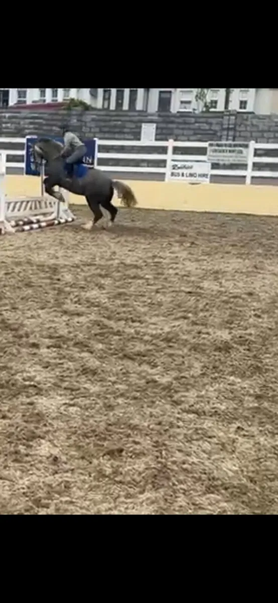 15.2 5 Yr old cob - Image 4