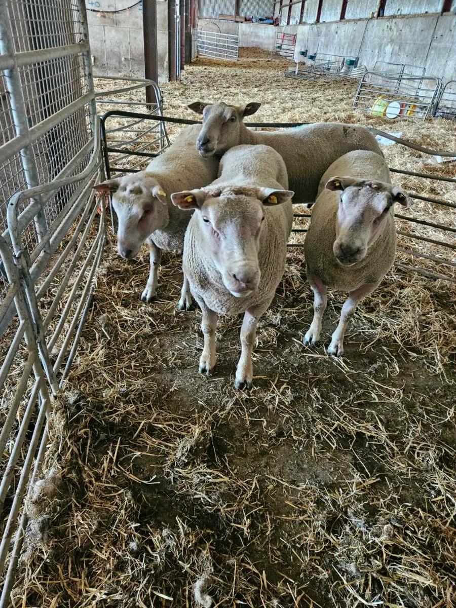 Charlaoi rams - Image 1