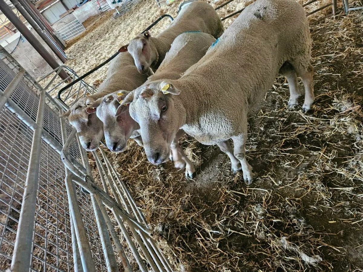 Charlaoi rams - Image 2