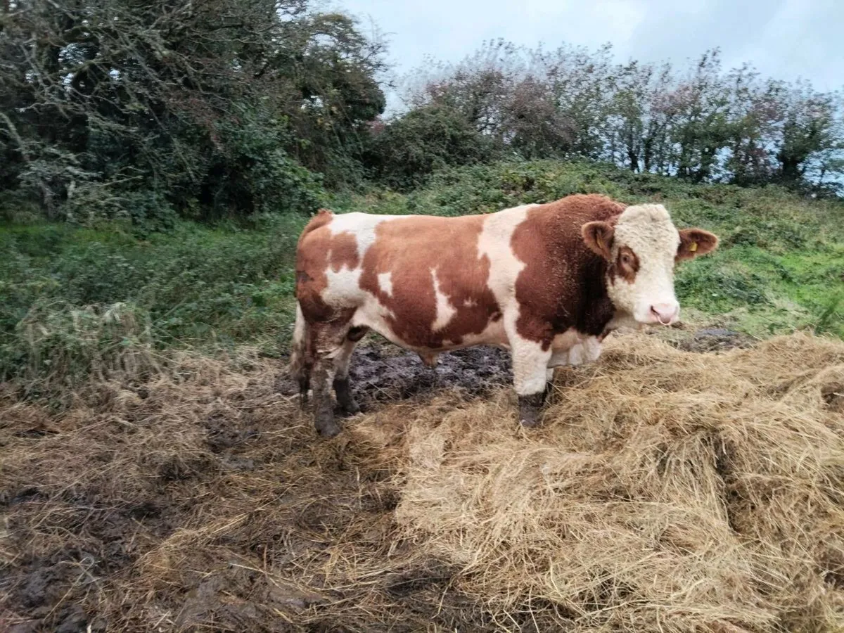 Simmental bull - Image 1