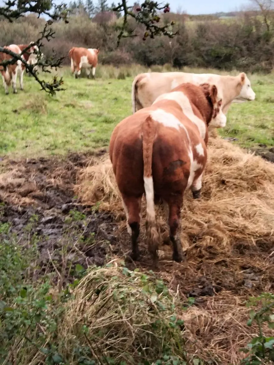 Simmental bull - Image 2