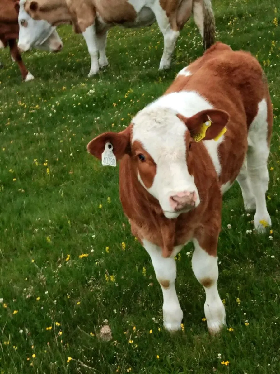 Simmental bull - Image 3