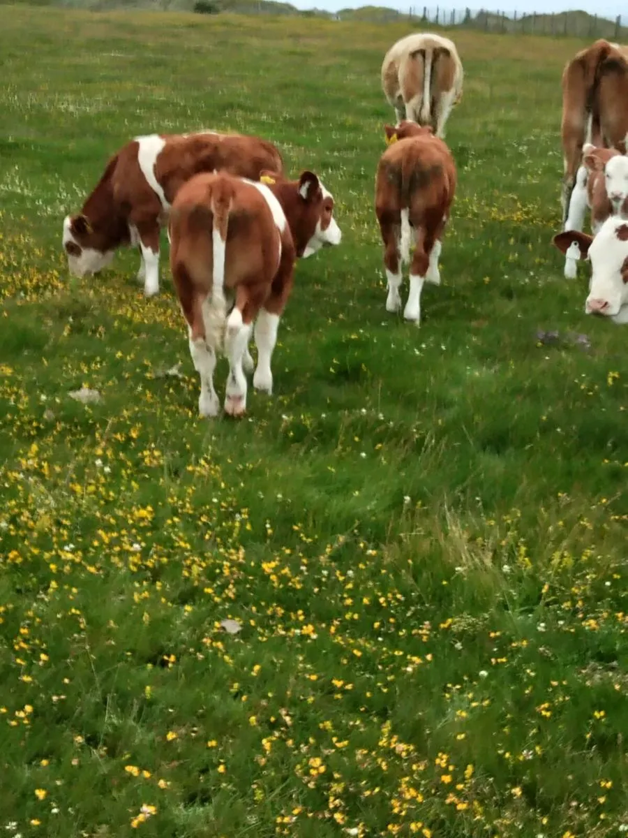 Simmental bull - Image 4