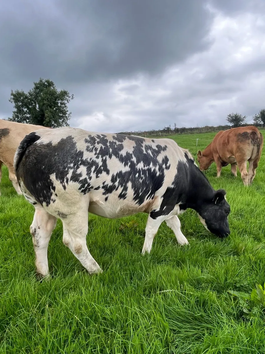 ⭐️2 Incalf Heifers for Kenmare Saturday 11th Oct. - Image 1