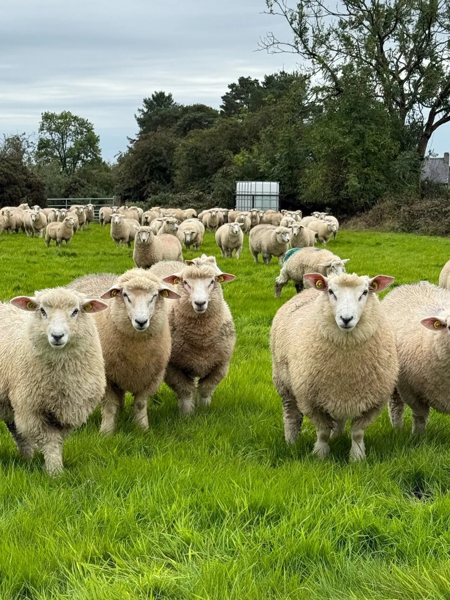 Large number of SIS Galway ram lambs - Image 1