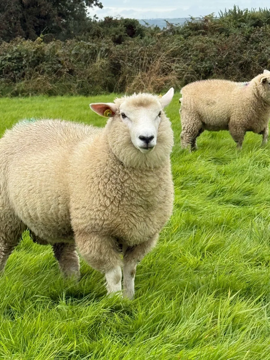 Large number of SIS Galway ram lambs - Image 2