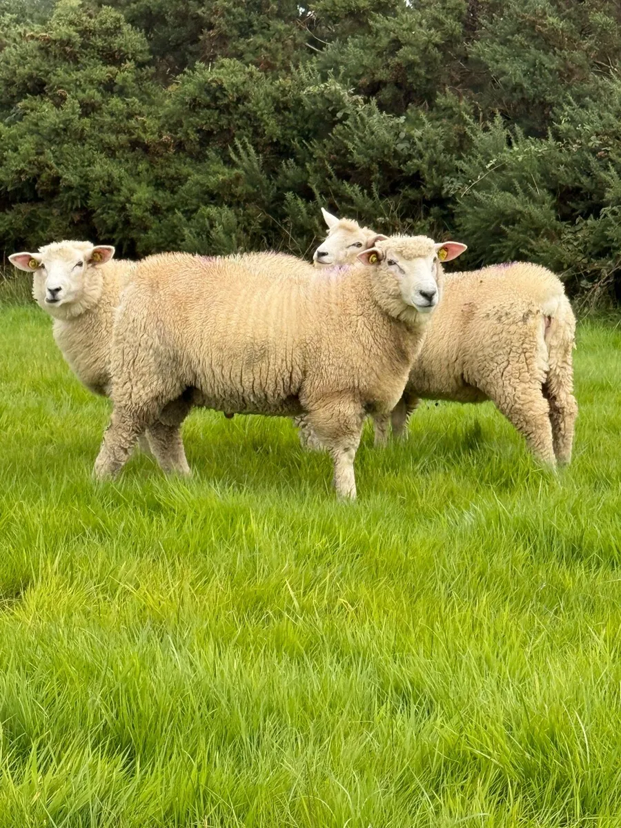 Large number of SIS Galway ram lambs - Image 3
