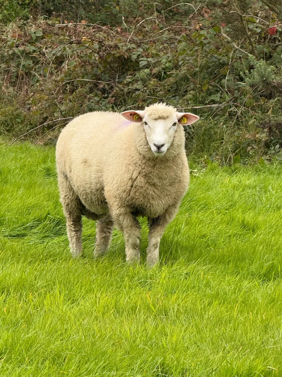 Large number of SIS Galway ram lambs - Image 4
