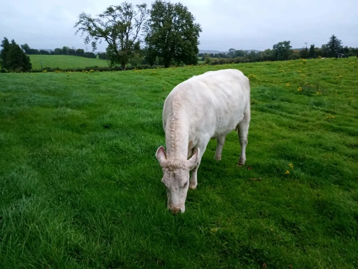 Heifer - Image 1