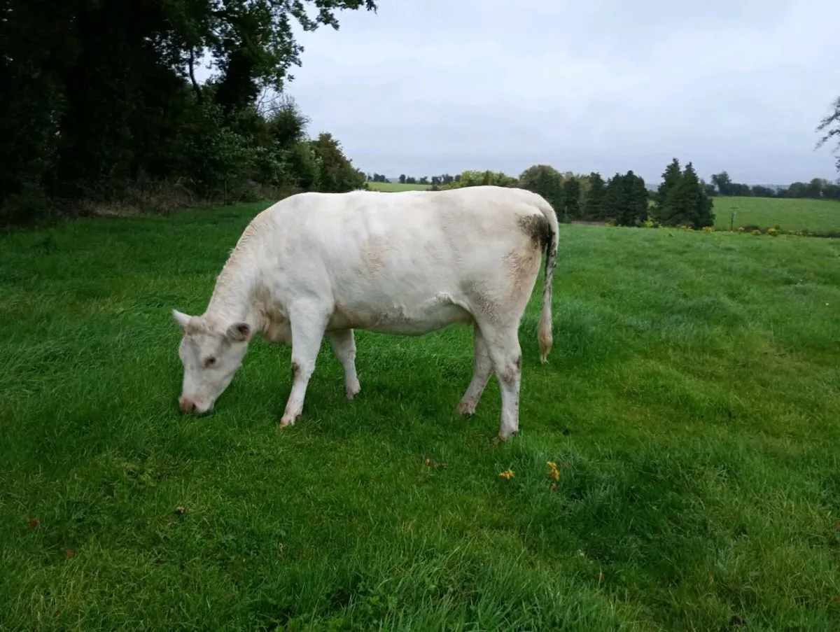 Heifer - Image 2