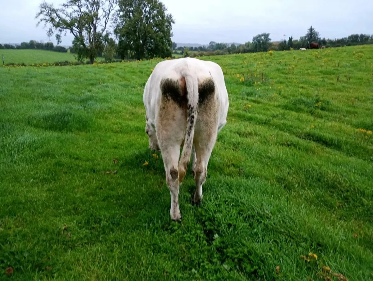 Heifer - Image 3