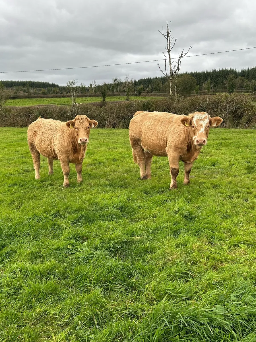 Weanling Heifers Mohill Mart - Image 1