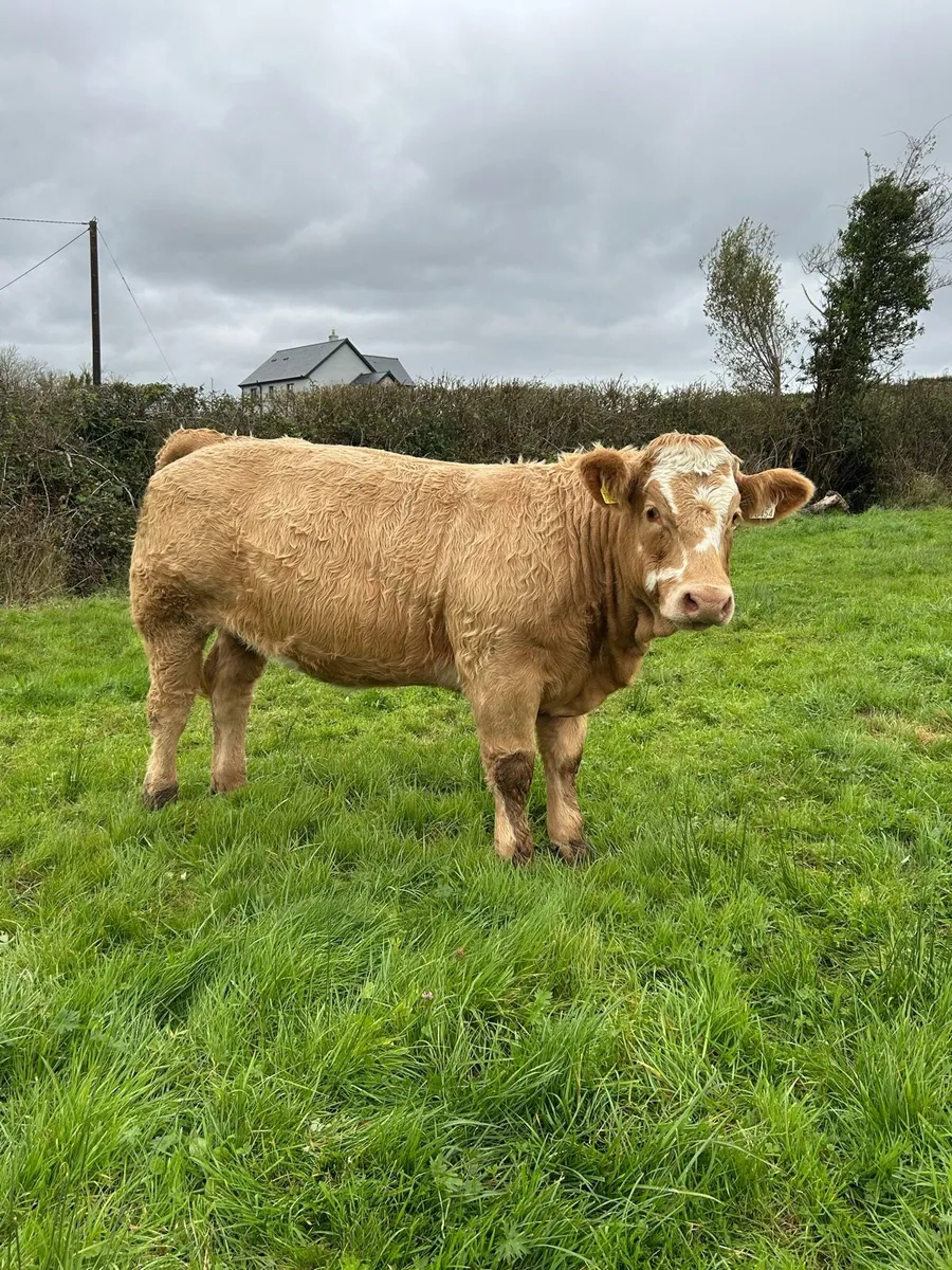 Weanling Heifers Mohill Mart - Image 2
