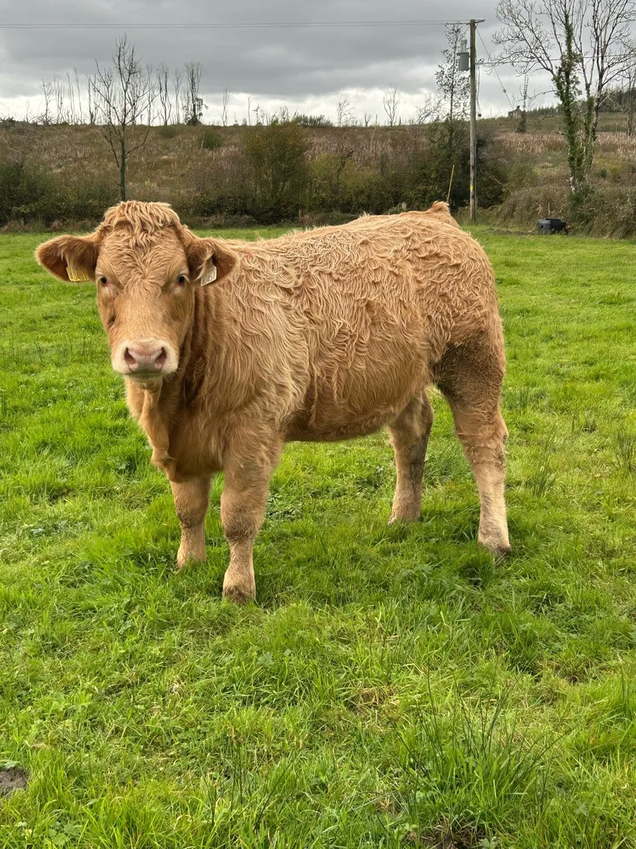 Weanling Heifers Mohill Mart - Image 3