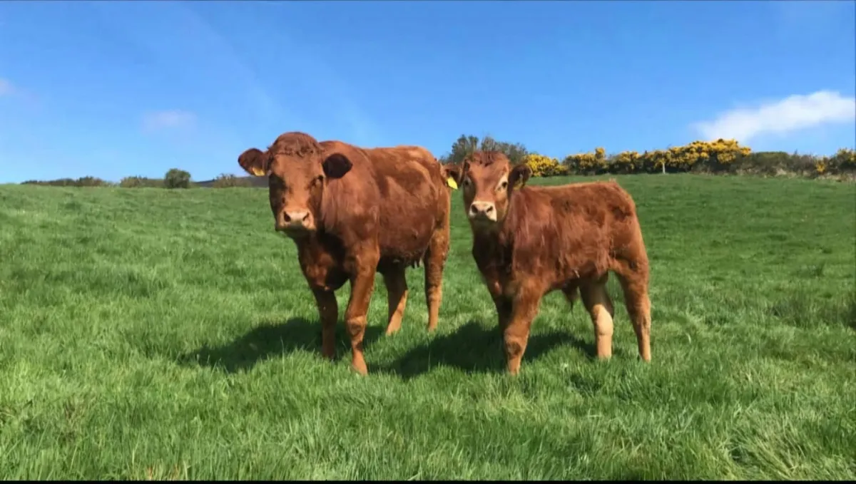 Grazing for cattle
