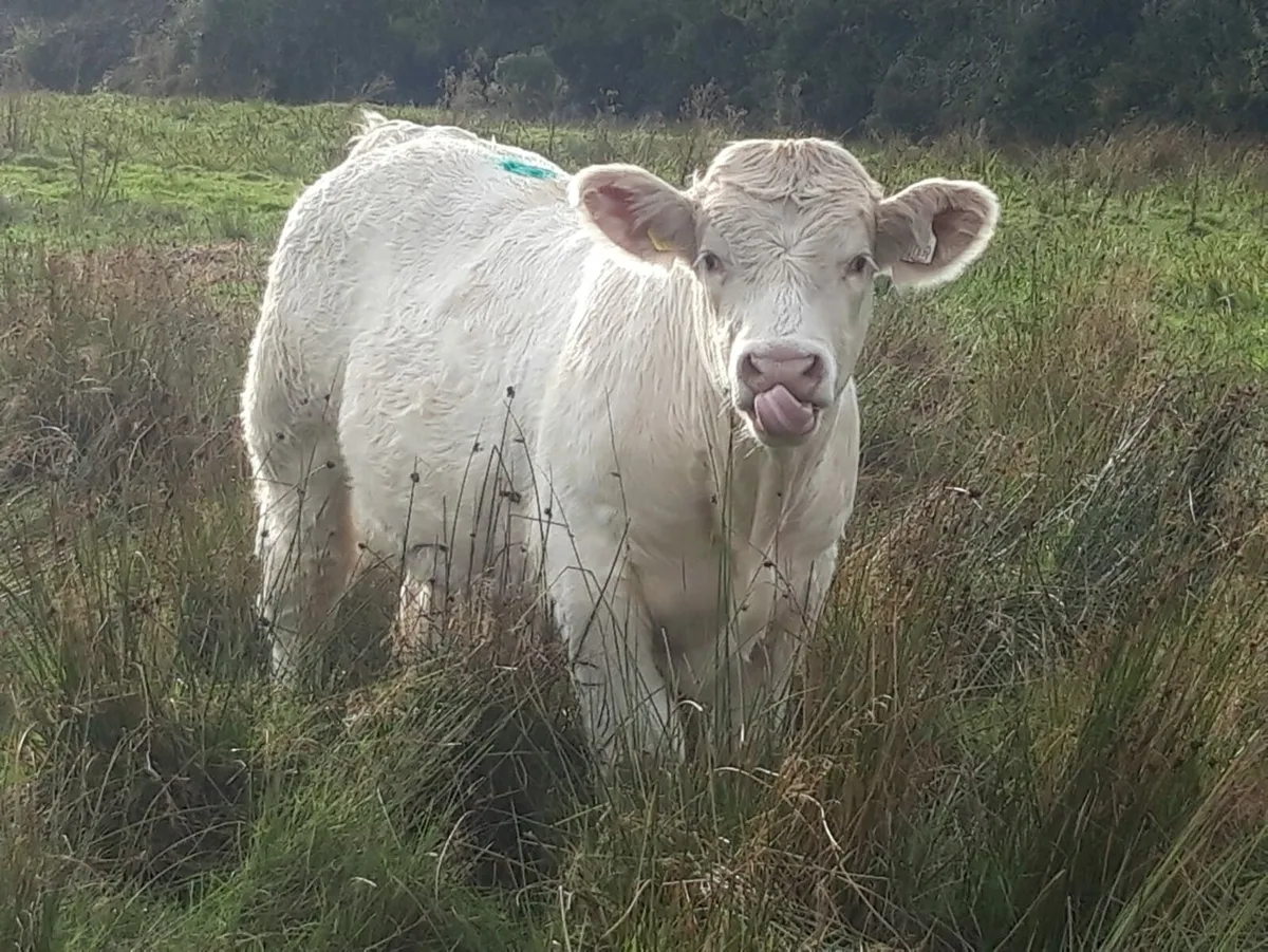 Charolais weanlings - Image 1